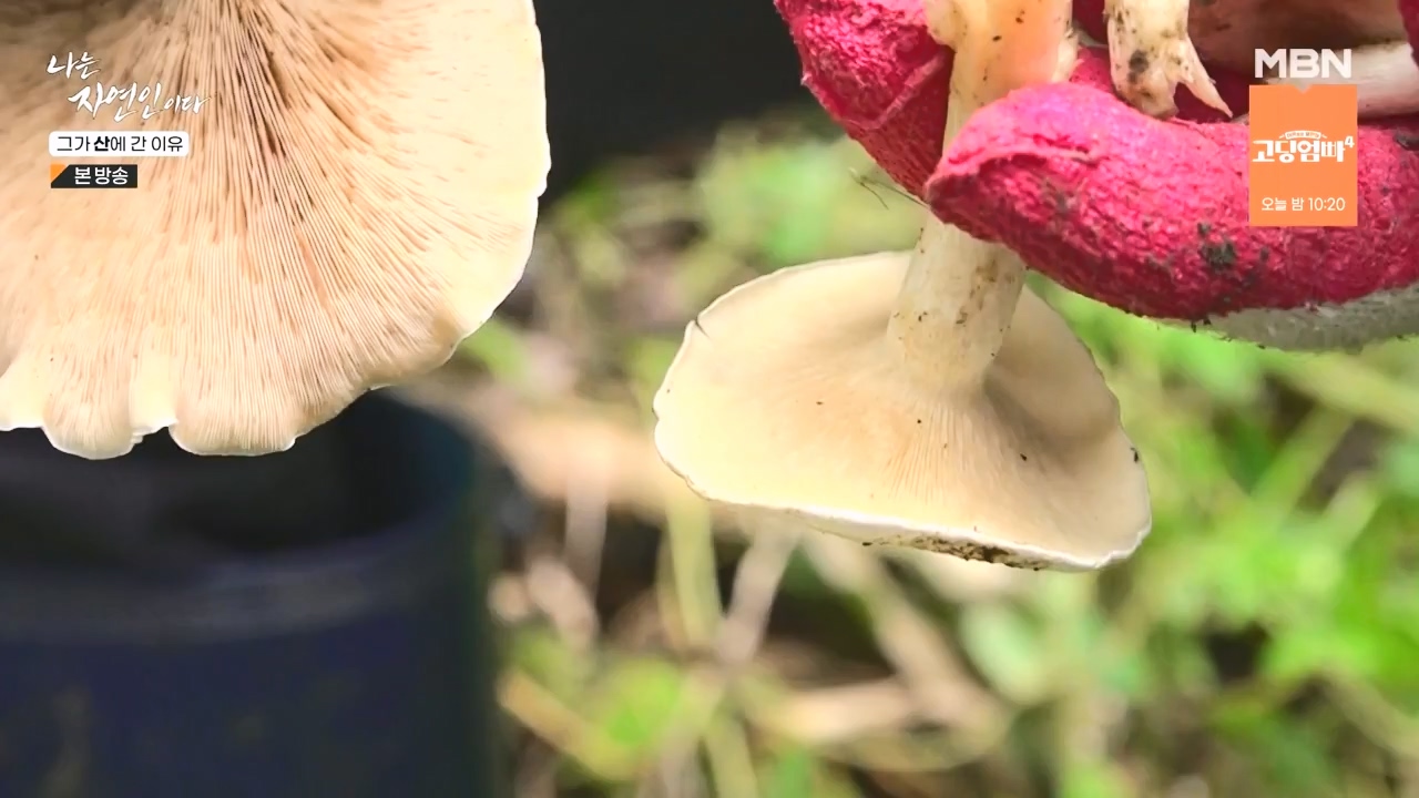 나는 자연인이다.E575.231012p-NEXT.mp4_20231012_201004.062.jpg