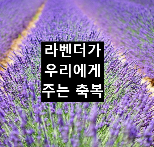  라벤더가 우리에게 내려주는 축복