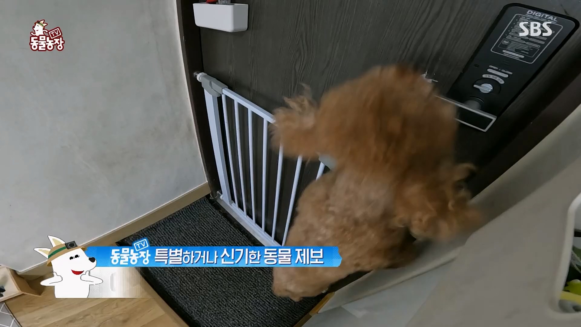 TV 동물농장.E1109.230226p.H264-F1RST.mp4_20230226_161914.192.jpg