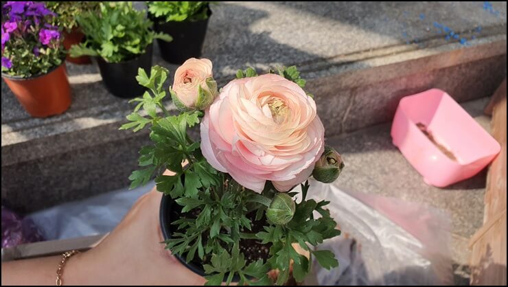 화분심기 라넌큘러스 꽃말, 운간초 꽃말, 마가렛꽃말 화분심기 라넌큘러스 꽃말, 운간초 꽃말, 마가렛꽃말
