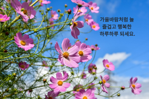 보라색 코스모스와 파란하늘