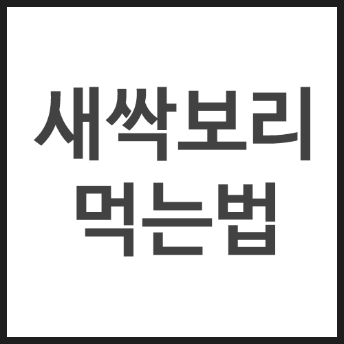 새싹보리먹는법