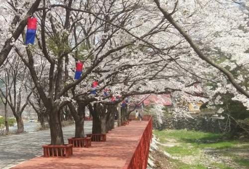 가평 벚꽃명소 에덴벚꽃길 벚꽃축제