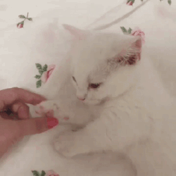  [웃는하루]손 꾸욱 냥이