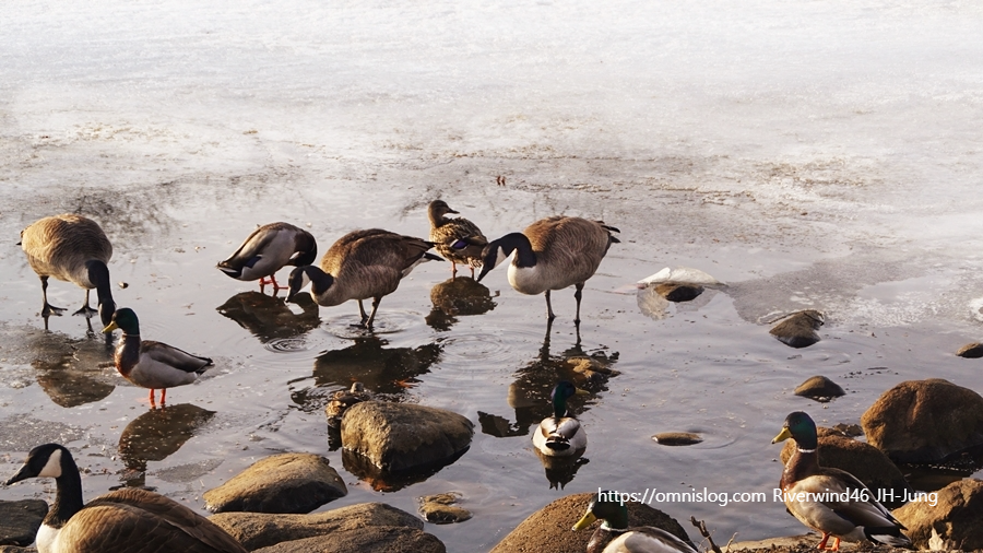 찰스강의 겨울철새 기러기 Boston goose, Canada goose