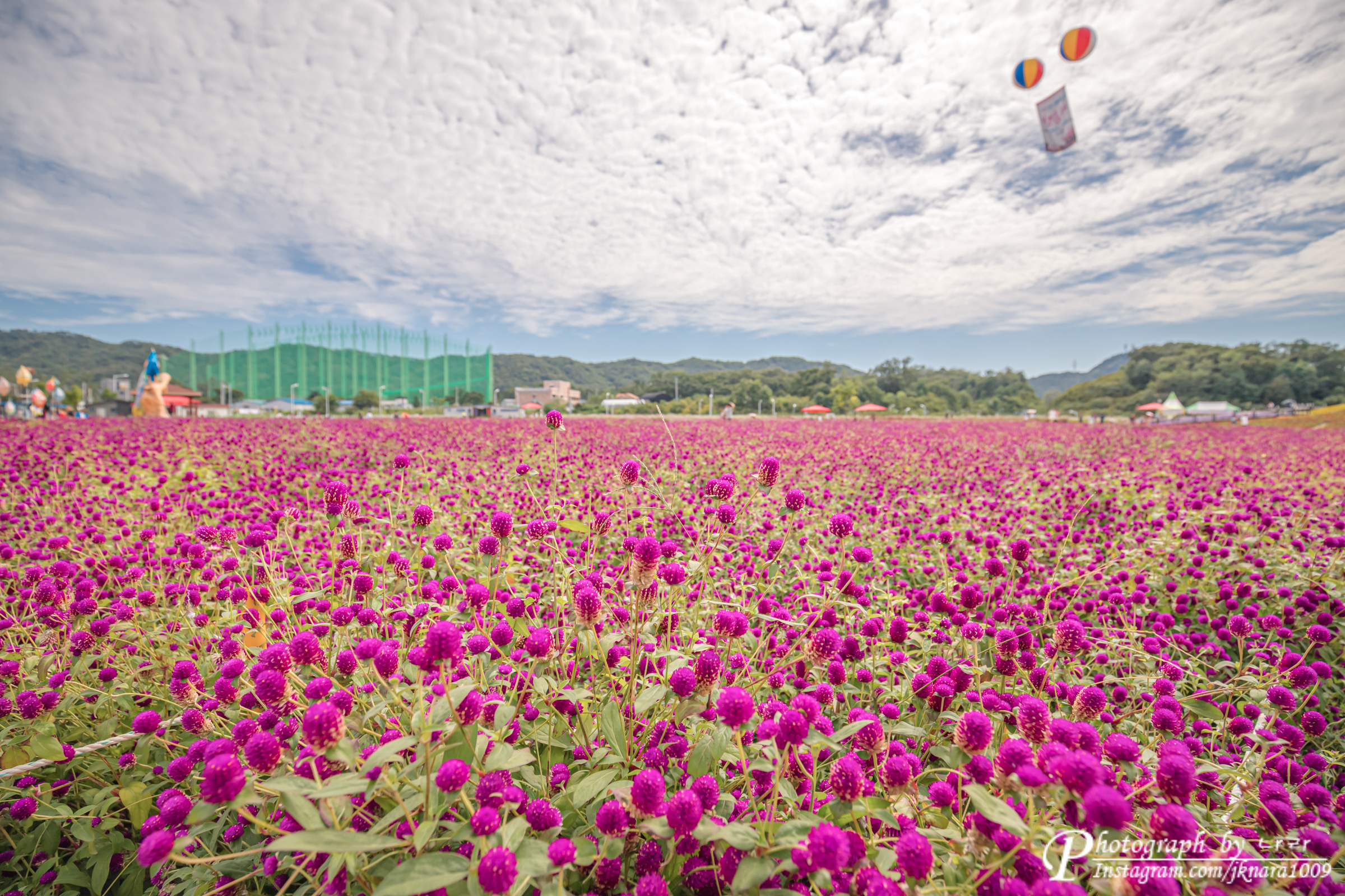 양주 나리공원 천일홍 꽃밭