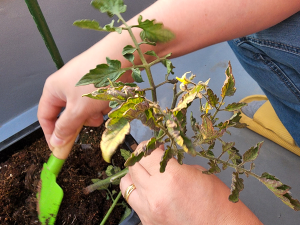 테라스 텃밭 집에서 방울토마토를 기르다 14