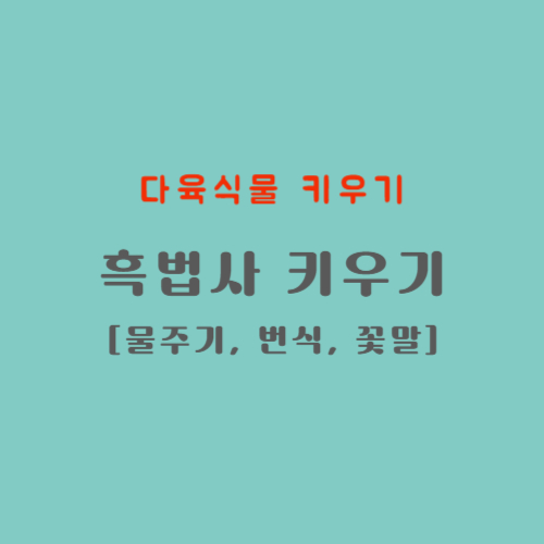 다육식물 키우기&#44; 흑법사 키우기&#44; 물주기&#44; 번식&#44; 꽃말