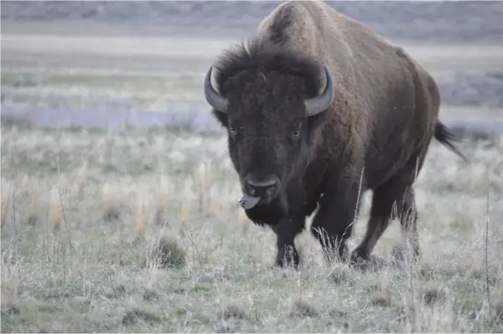 들소-영어-로-bison