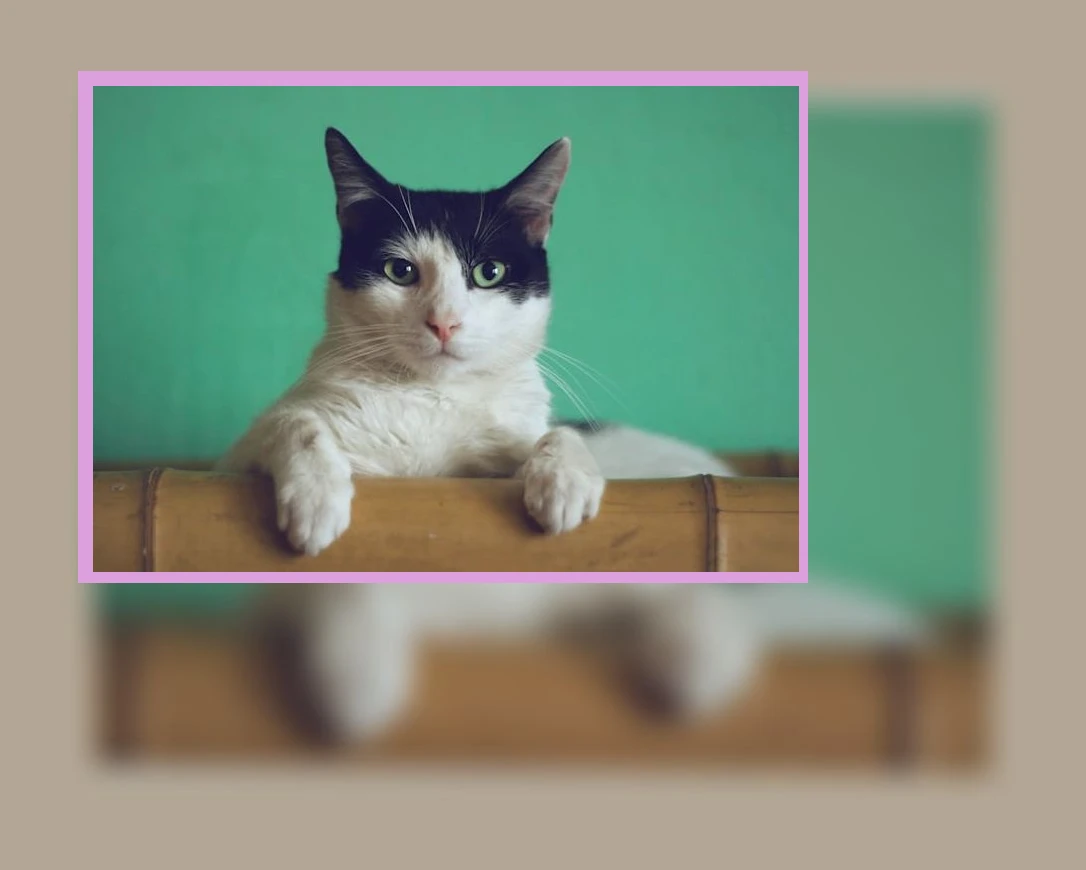 고양이 건강검진_1_subsection