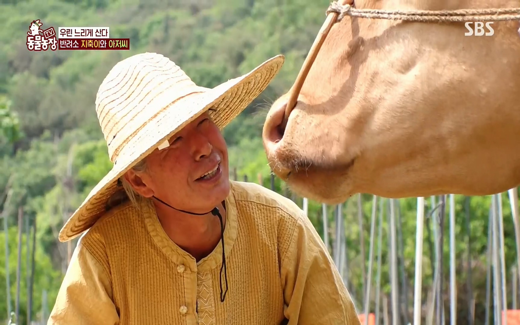 TV 동물농장.E1074.220619p.H264-F1RST.mp4_20220619_181117.579.jpg