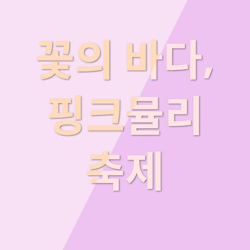 휴애리 핑크뮬리 축제_2