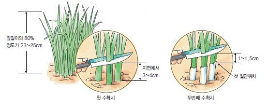 부추 수확하기