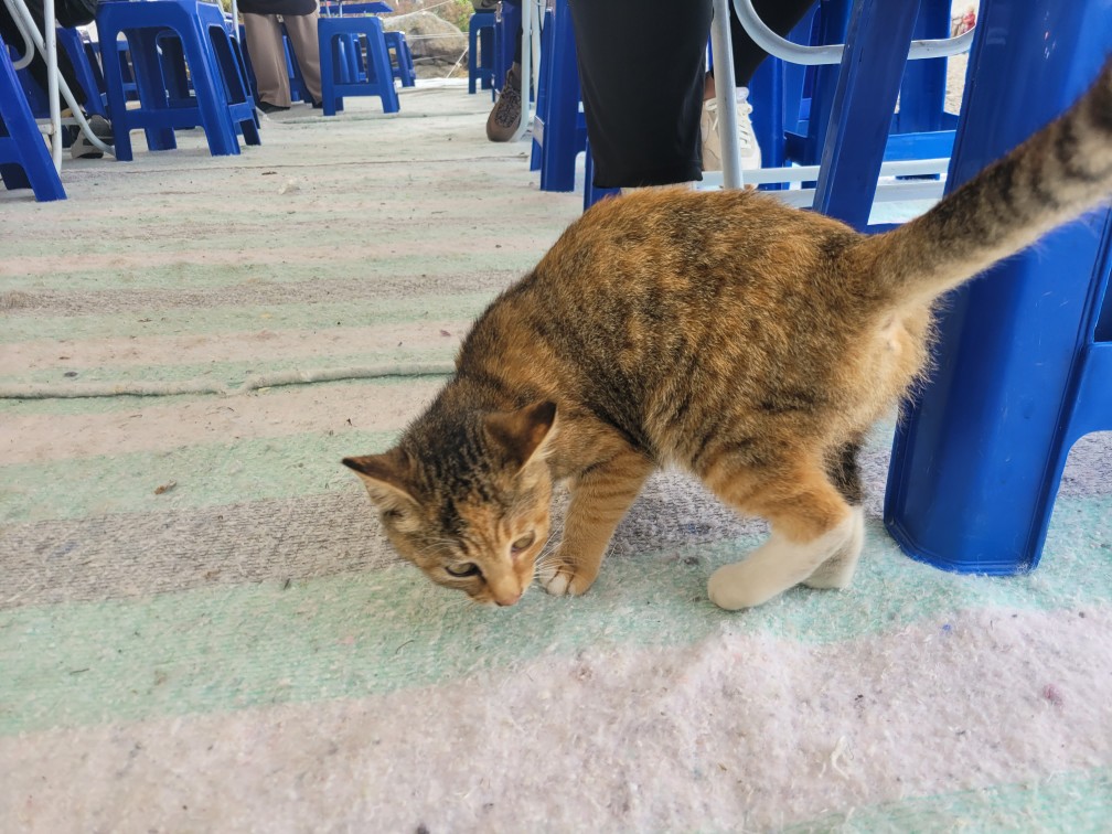 합천 황매산 억새 축제