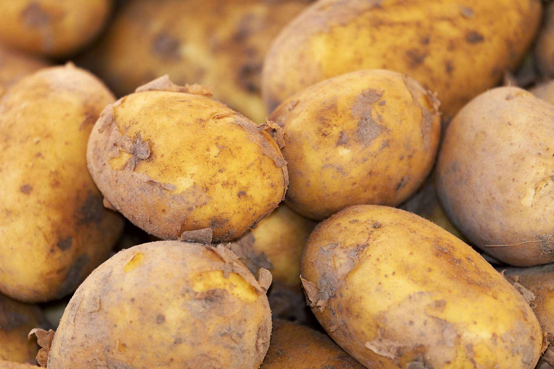 감자를 캐서 흙을 대략 털어내고 쌓아 놓은 감자 사진 - 소음인(少陰人)에게 맞는 음식
