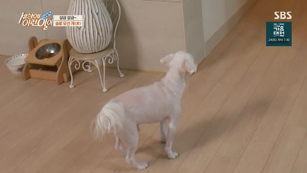 순간포착 세상에 이런일이.E1210.221221p.H264-F1RST.mp4_20221221_194007.854.jpg