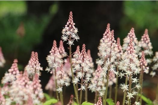  쿨워트 (COOLWORT) 효능 및 부작용, 섭취시 주의할 점