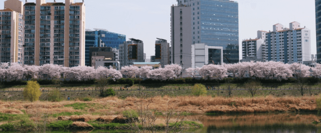 안양천제방_벚꽃길