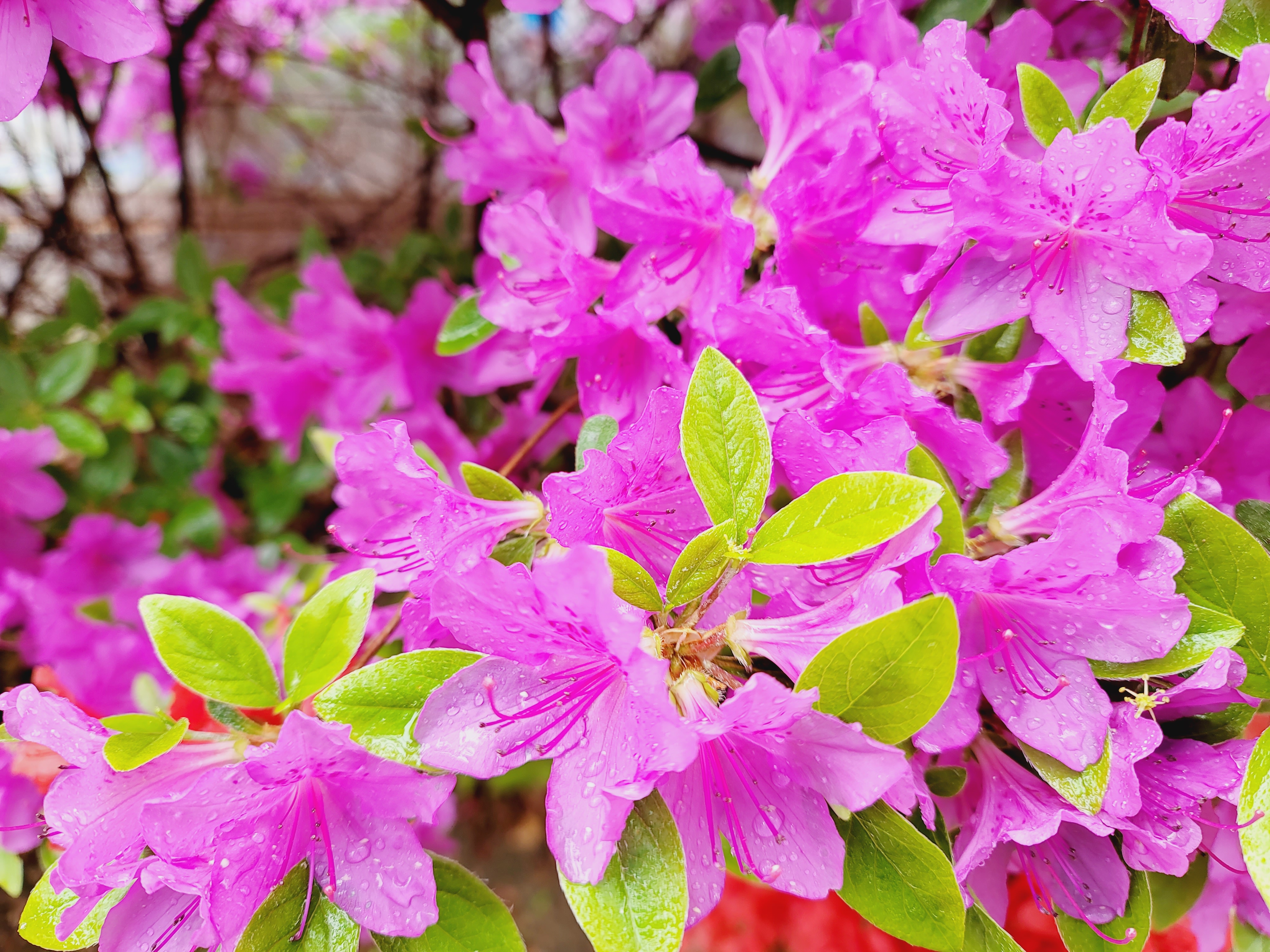 산철쭉 화단접대 28