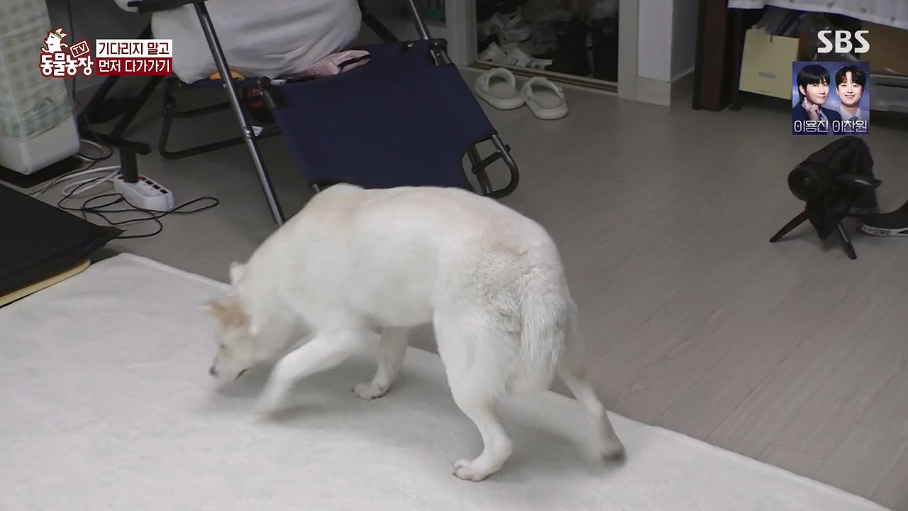 TV 동물농장.E1179.240708p-NEXT.mp4_20240707_160435.646.jpg