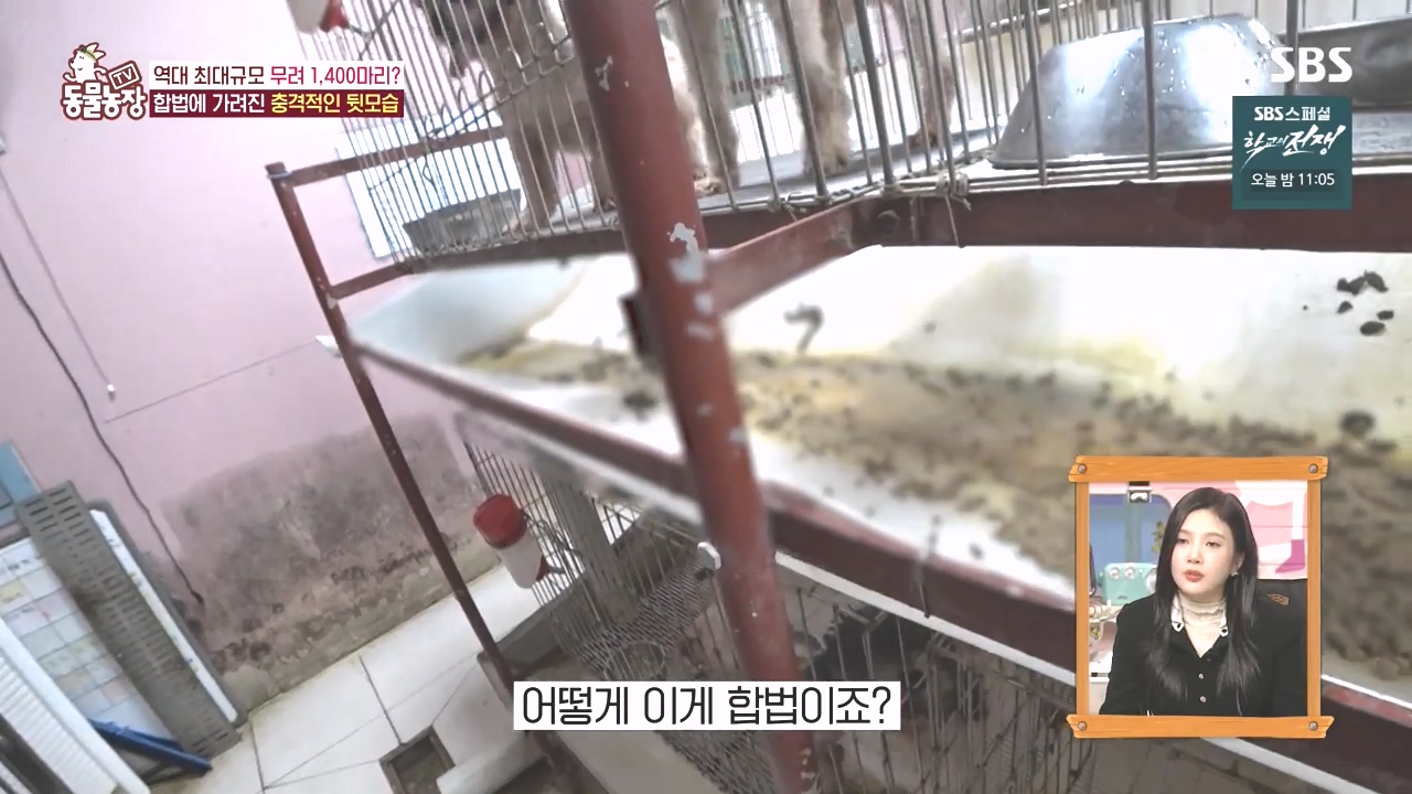 TV 동물농장.E1142.231023p-NEXT.mp4_20231022_172113.539.jpg