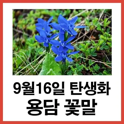 9월16일 탄생화 용담 꽃말