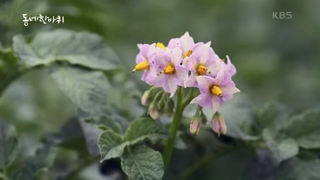 [227회] 동네 한 바퀴 - KBS.ts_20230802_212341.302.jpg