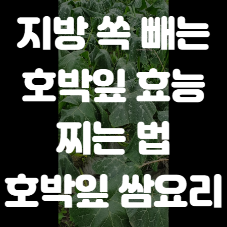 호박잎 효능