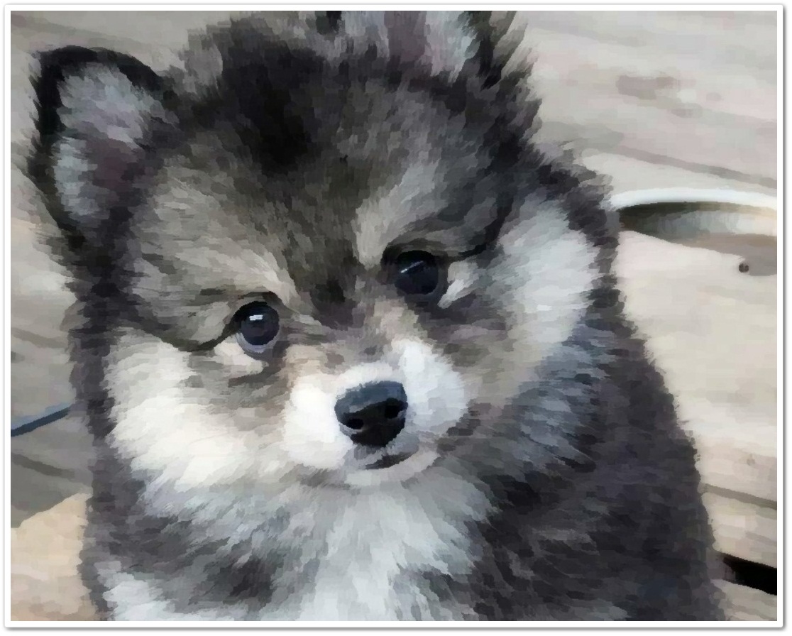  폼스키 분양가격 및 품종에 대해서(Pomskie)
