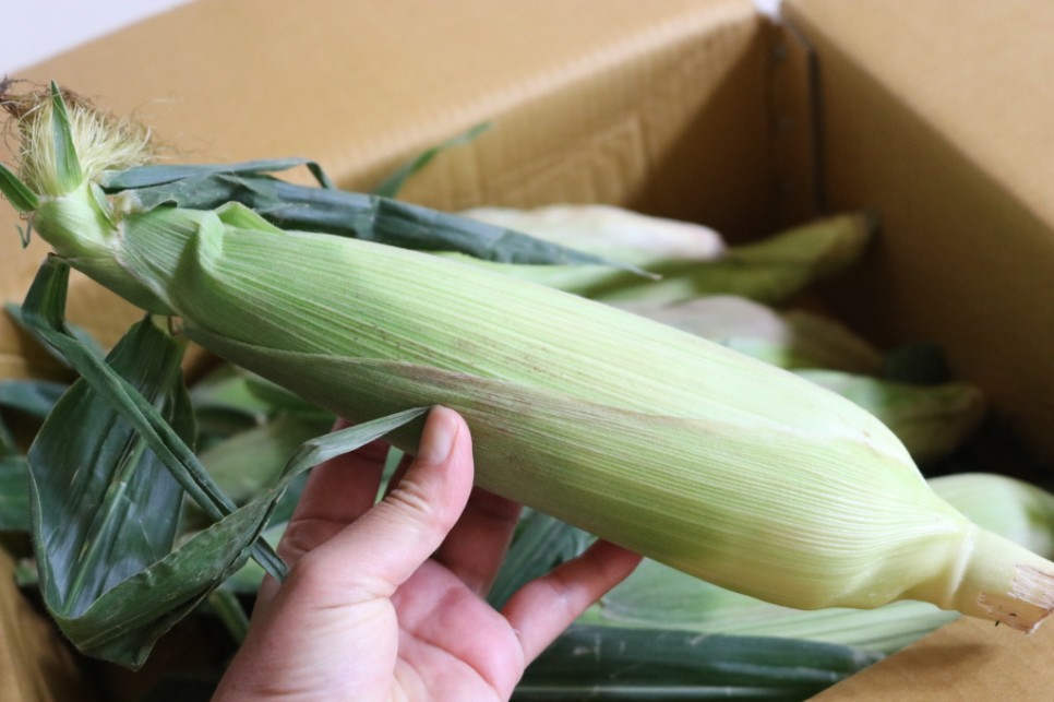 초당 옥수수 보관 냉동 냉장 2가지 방법 10