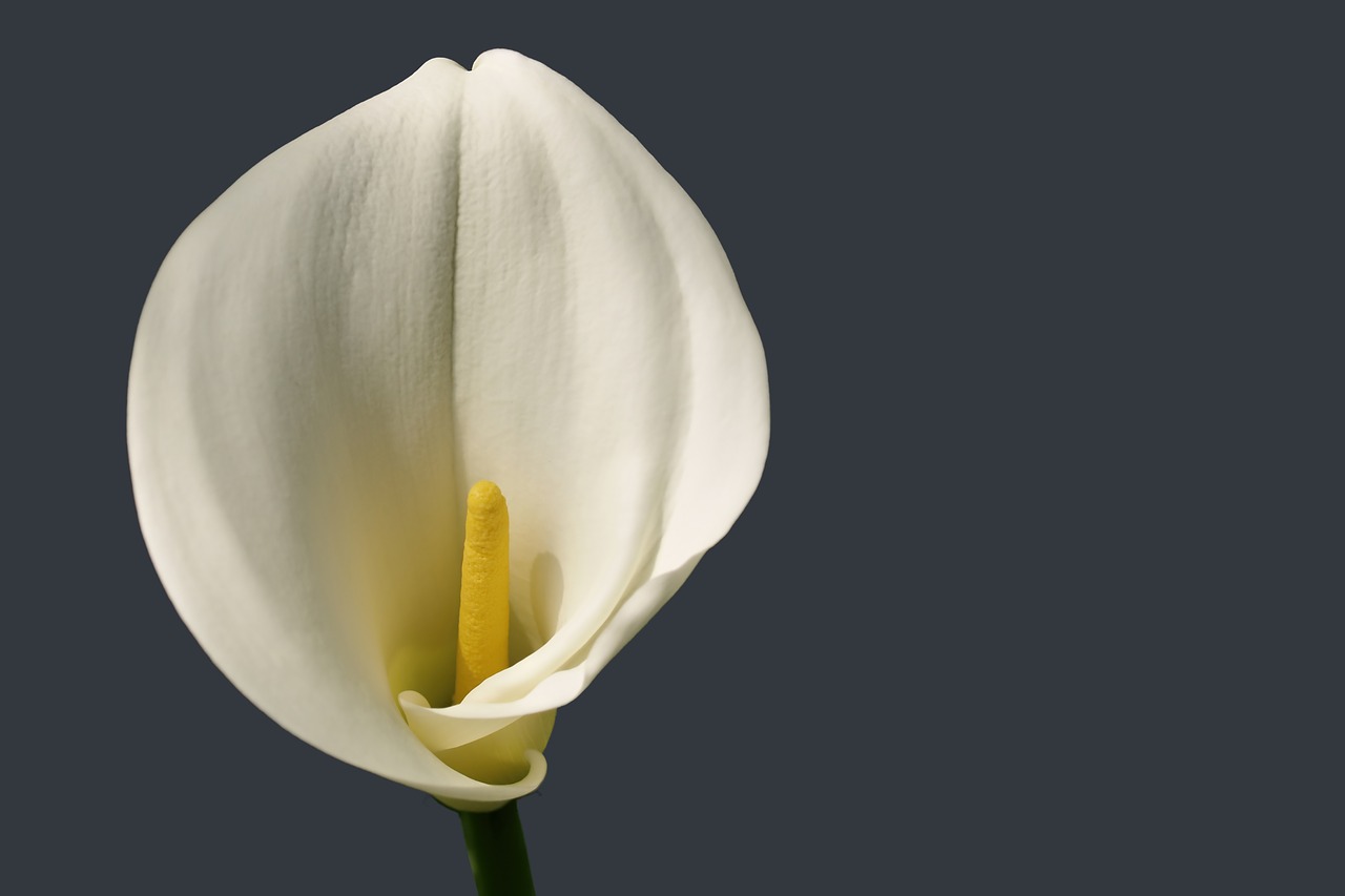  환희와 열정, 칼라(Calla)