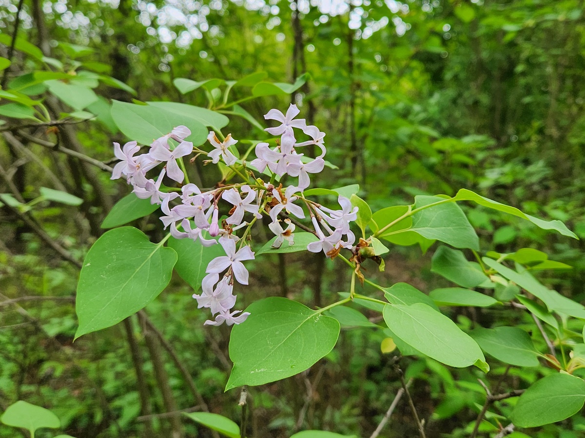 서양수수꽃다리(라일락)