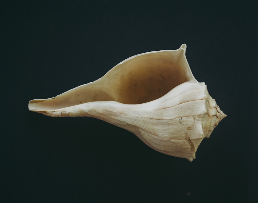 Seashell