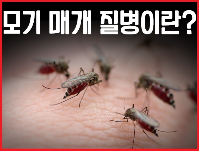 모기 매개 질병