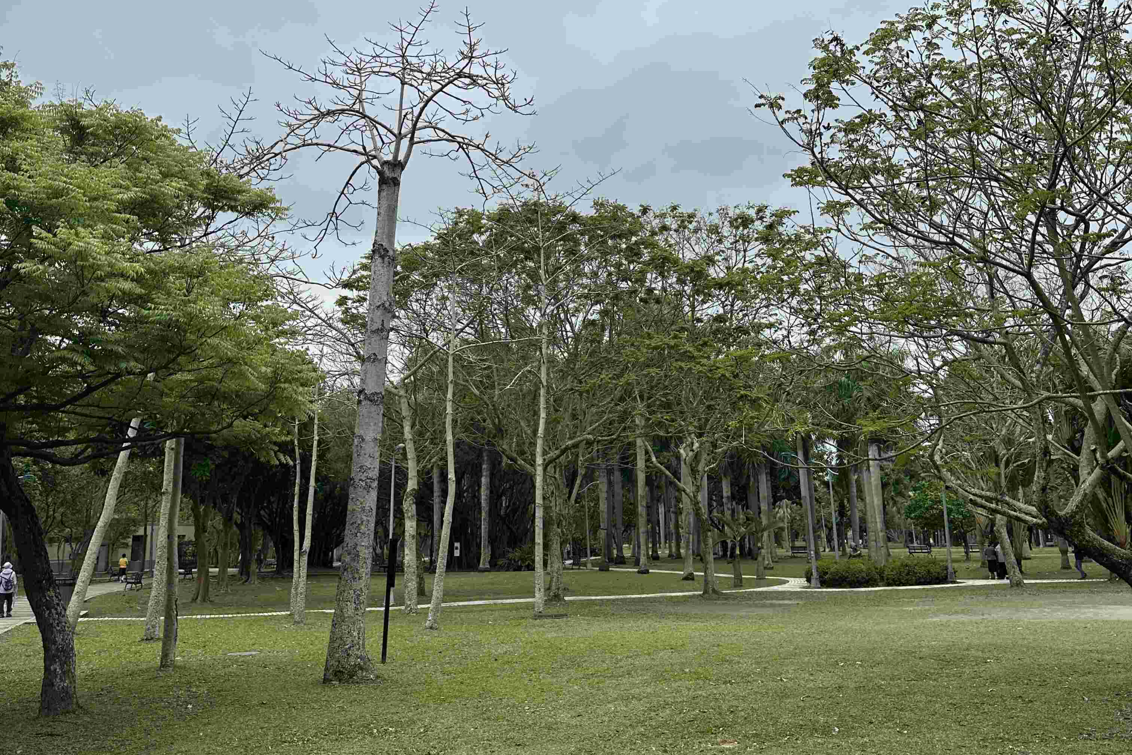 다안-삼림공원의-나무들