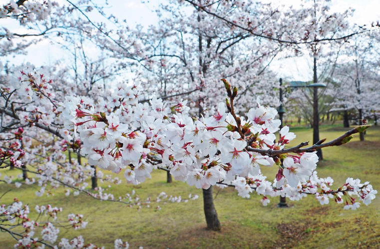 경주 벚꽃축제1