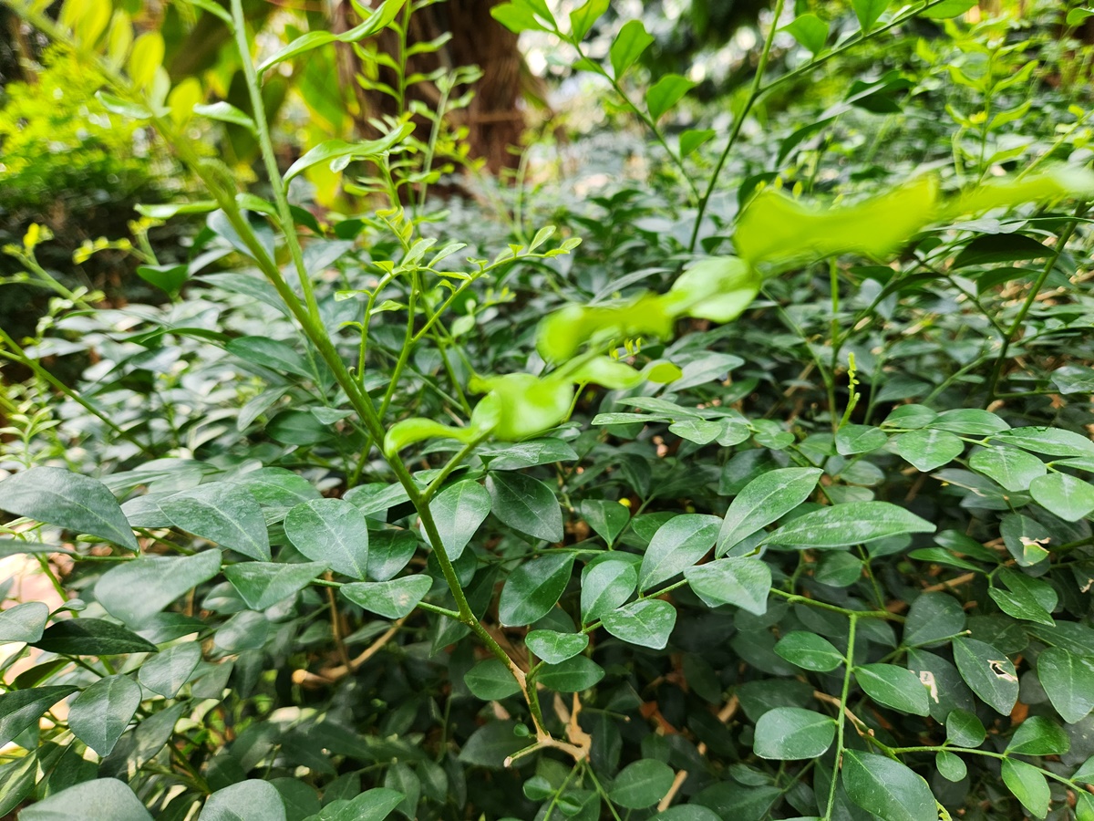 오렌지자스민