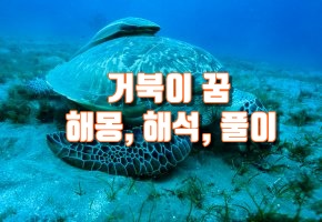  거북이 나오는 꿈 해몽 풀이 해석(대부분 길몽, 태몽!!)