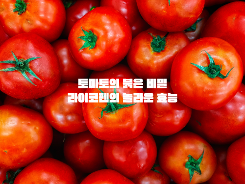 토마토의 붉은 비밀: 라이코펜의 놀라운 효능