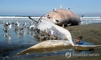 대왕 이미지