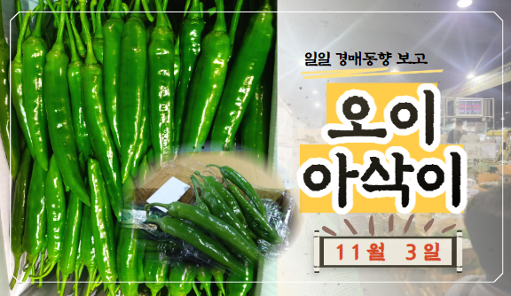  [경매사 일일보고] 11월 3일자 가락시장 오이아삭이 경매동향을 살펴보겠습니다!