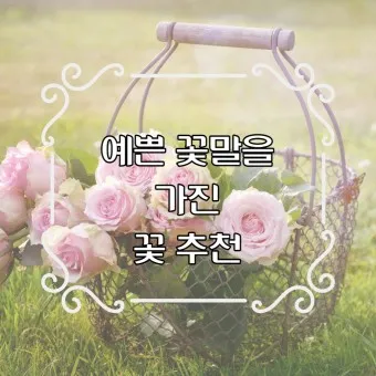 예쁜 꽃말 추천 모음 이해할수록 매력적인 꽃들의 꽃말 안내 모음_14