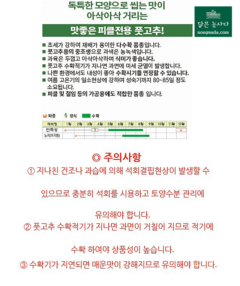 신엄지 풋고추 씨앗종자, 피클전용 풋고추!