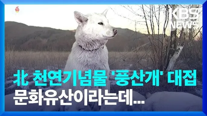 풍산개 분양 가격 수명 성격 장점 단점_2