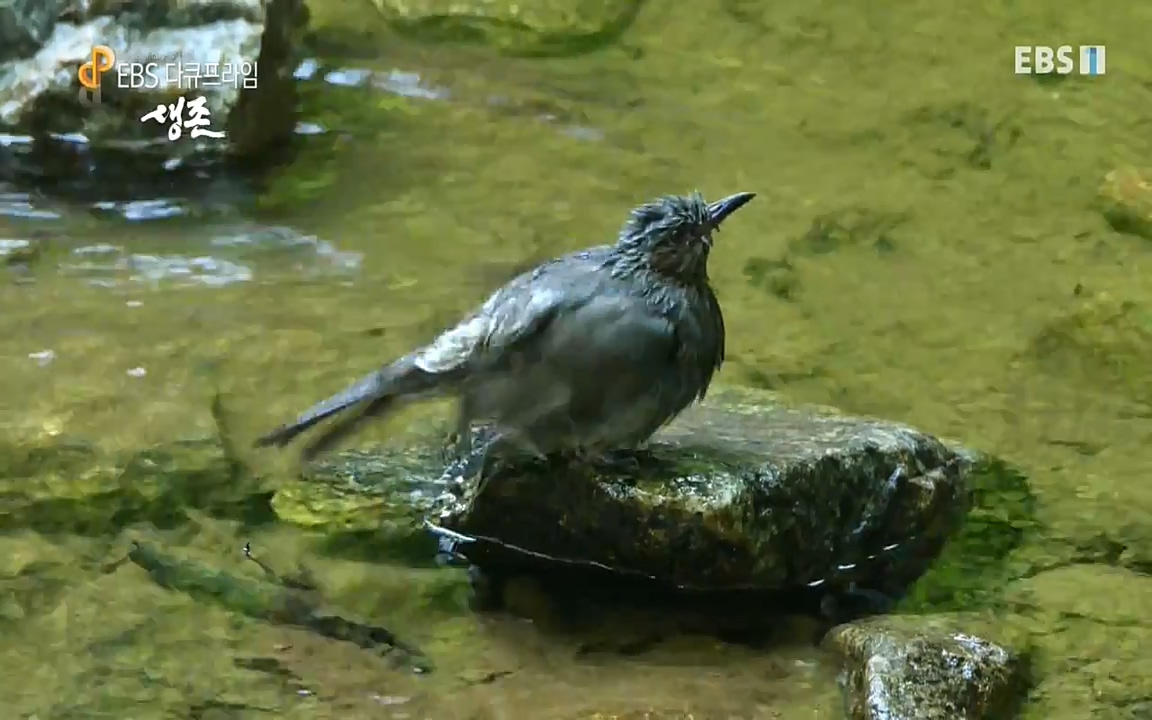 생존 3부_ EBS 다큐프라임_ 220629.avi_20220701_210055.630.jpg