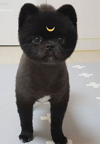  포메라니안 성격 알아보기