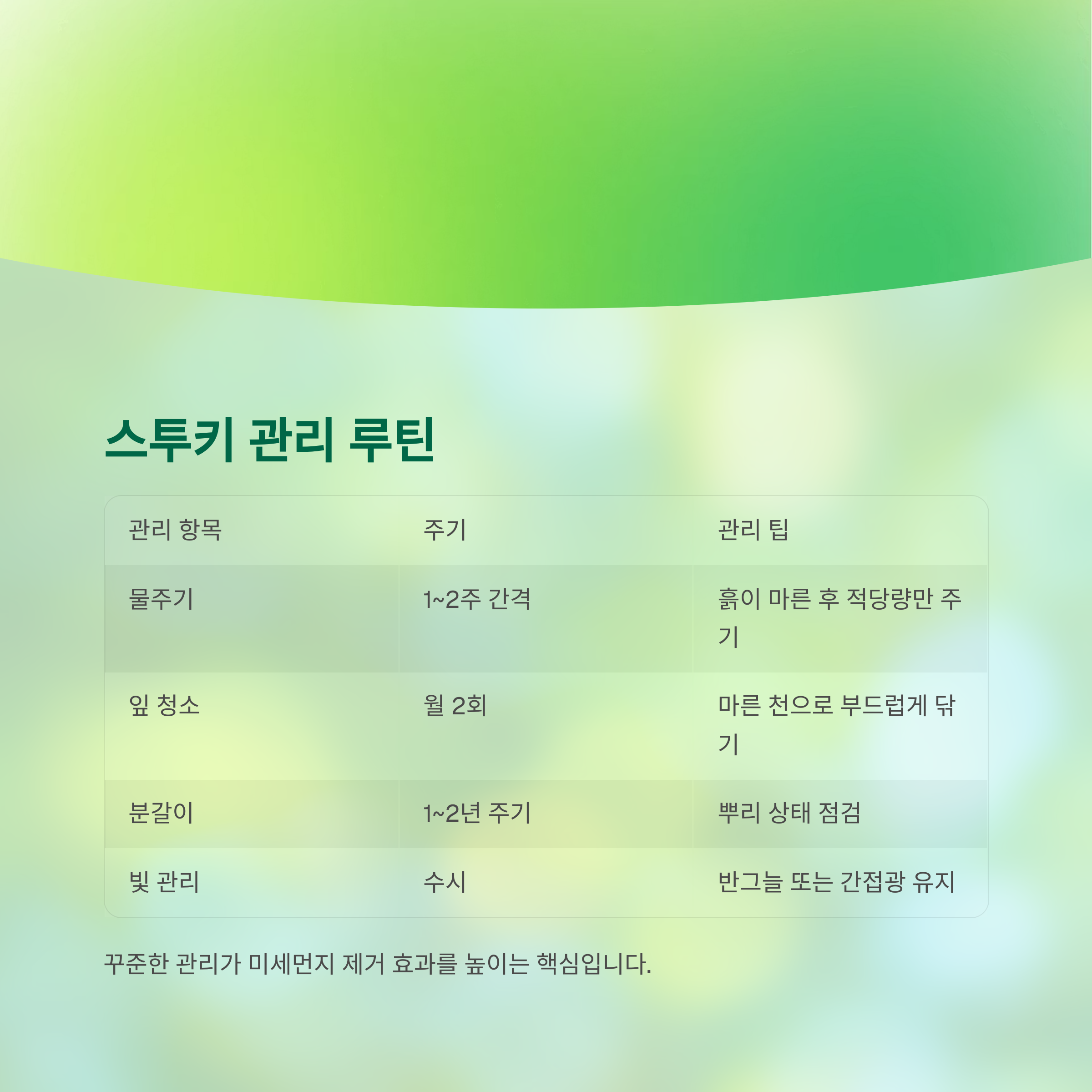 스투키를 위한 실내 식물 관리 루틴