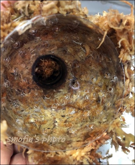 풍란 이용한 대엽심기 2