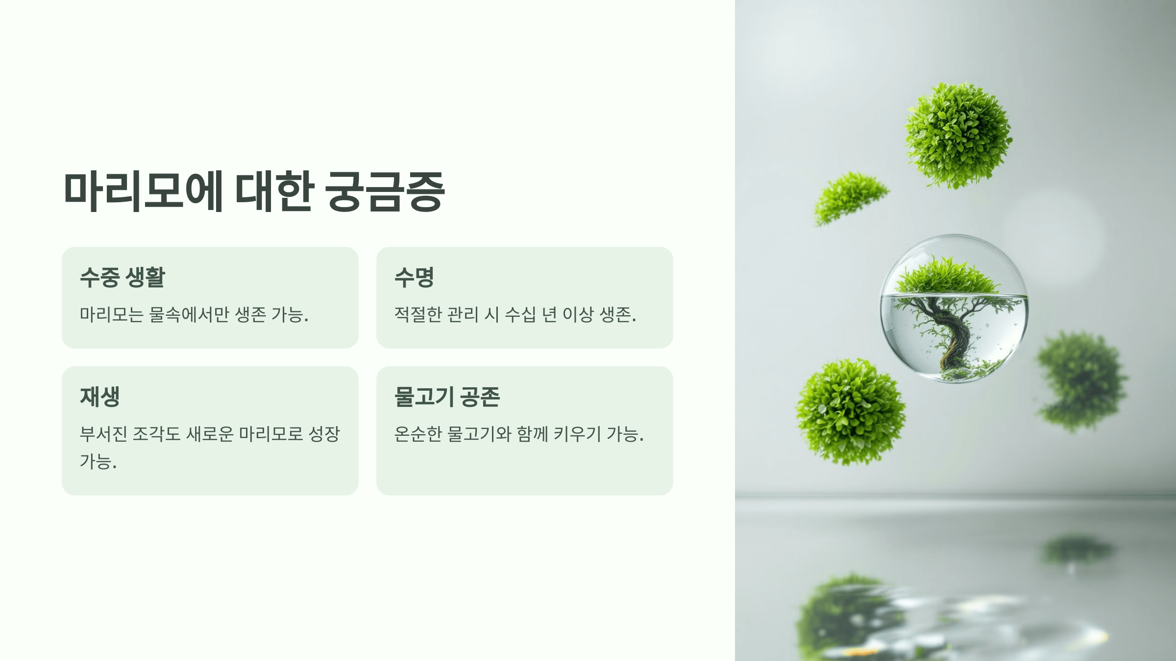 마리모 사진입니다.