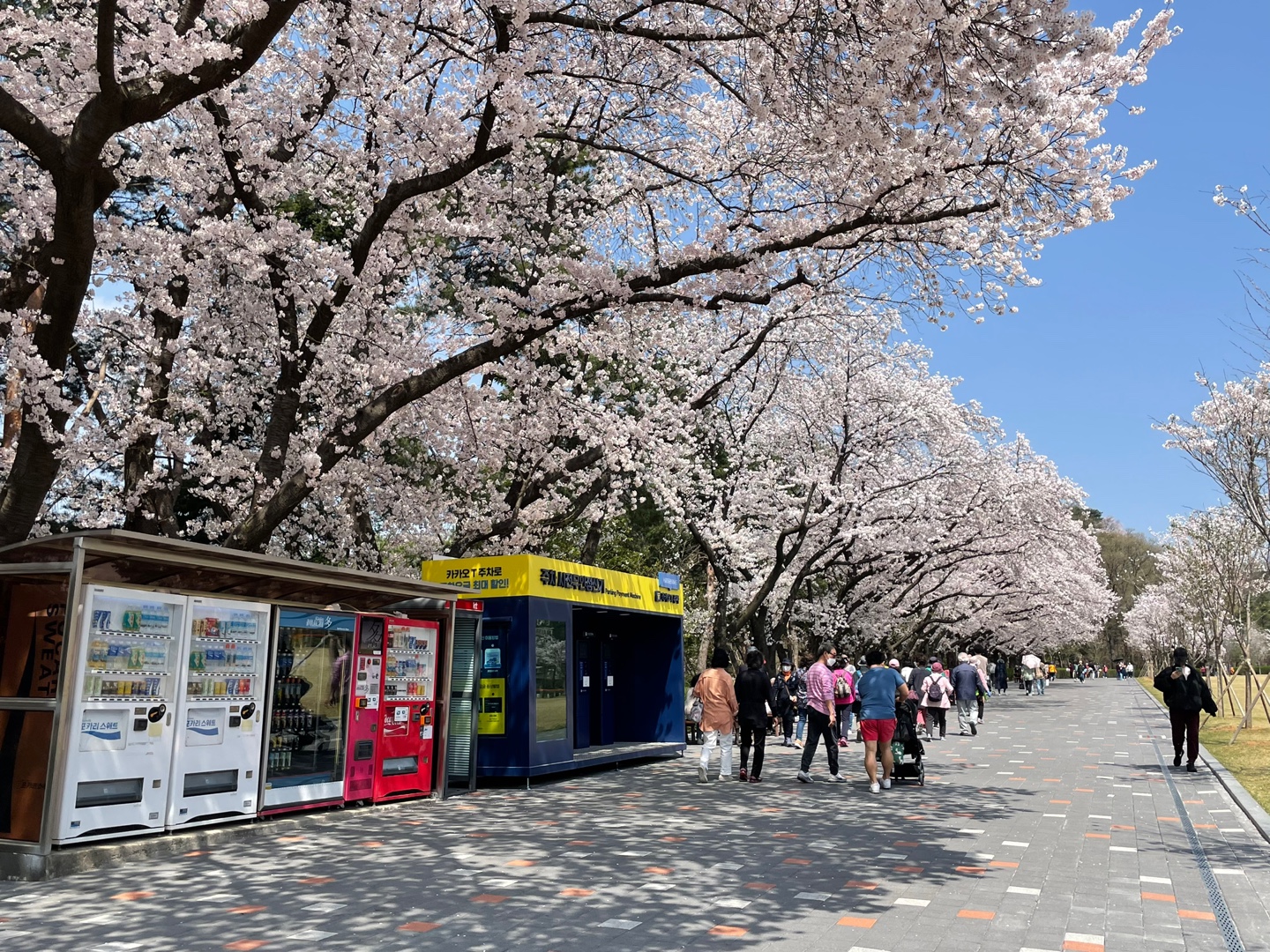 서울대공원-벚꽃길초입